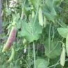 Spring Blush Snap Pea