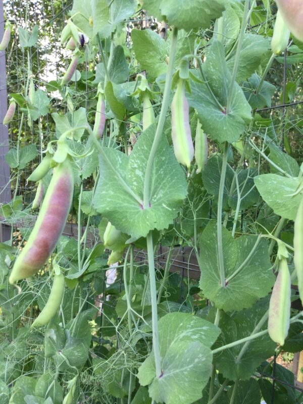 Spring Blush Snap Pea