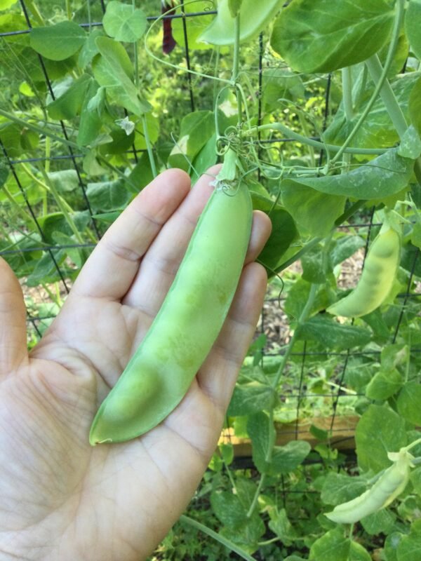 Corne de Belier Snow Pea Seeds