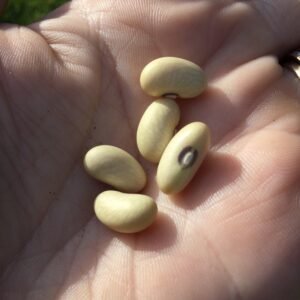 Mala Zelena A Sedym Pupkem Bush Bean Seeds