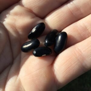 Napoleon Bean Seeds