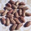 Kaiser Von Rusland Bush Bean Seeds