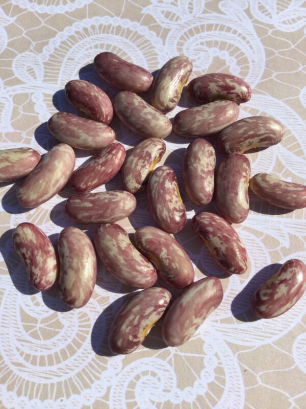 Kaiser Von Rusland Bush Bean Seeds