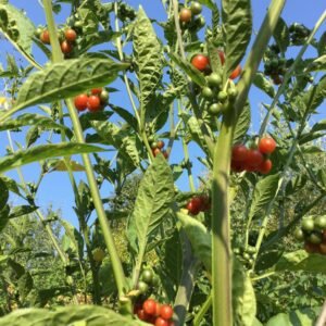 Red Nightshade Berries