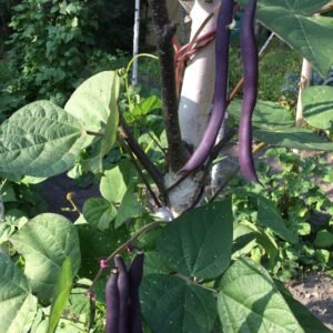 Dinah's Climbing Blue Pole Bean Seeds