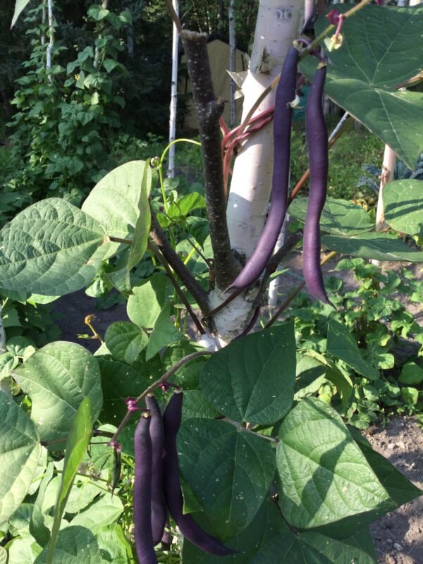 Dinah's Climbing Blue Pole Bean Seeds