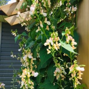 Sakaguchi Wang Kong Runner Bean Seeds