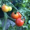 Zuckerstraube Cherry Tomato Seeds