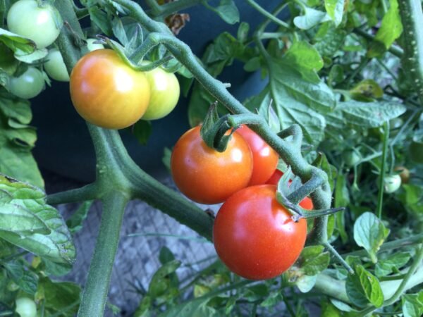 Zuckerstraube Cherry Tomato Seeds