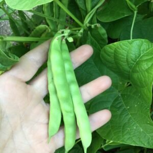 Green String Pole Bean Seeds