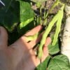 Blue Tip Pole Bean Seeds