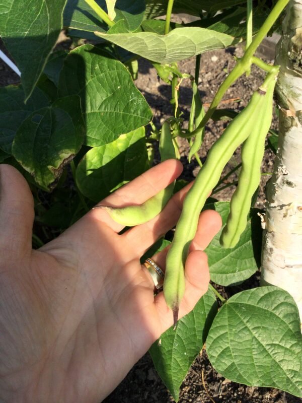 Blue Tip Pole Bean Seeds