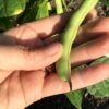 Blue Tip Half Runner Bean Seeds