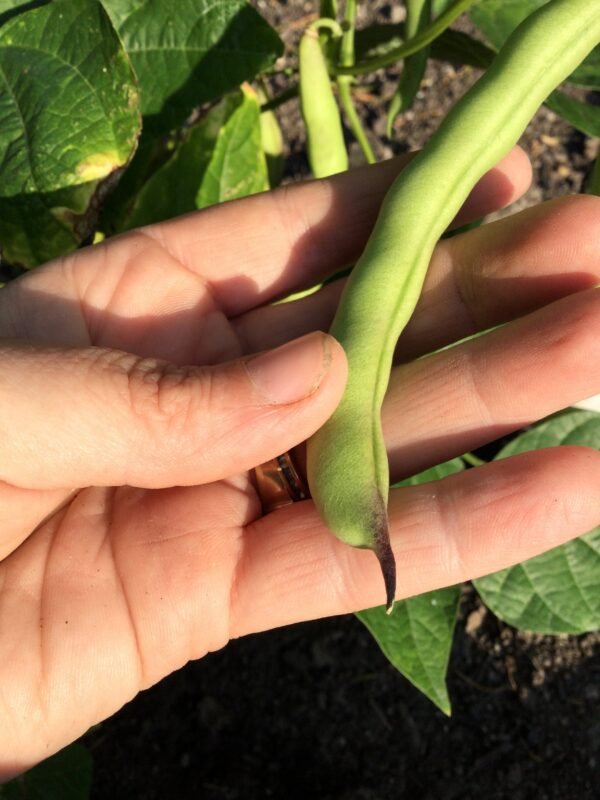 Blue Tip Half Runner Bean Seeds