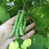 Myrtle Allen Pole Bean Seeds