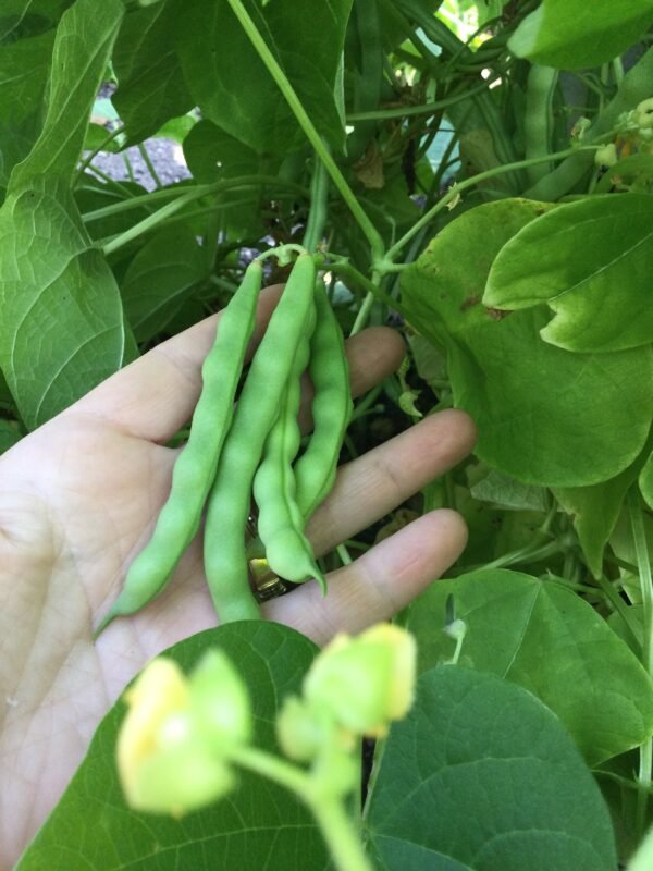 Myrtle Allen Pole Bean Seeds