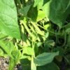 Myrtle Allen Pole Bean Seeds