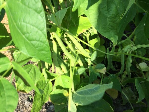 Myrtle Allen Pole Bean Seeds