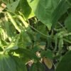 Myrtle Allen Pole Bean Seeds