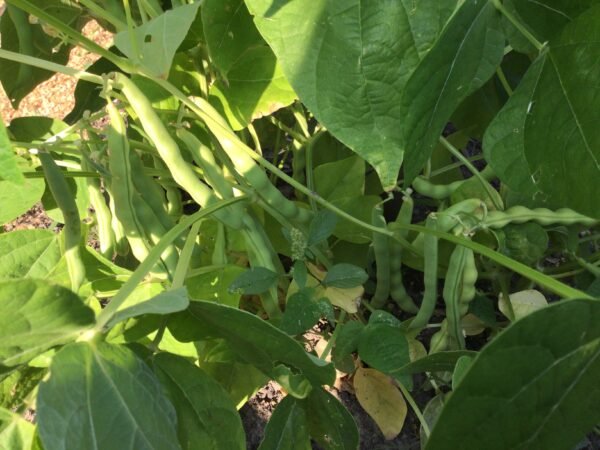 Myrtle Allen Pole Bean Seeds