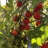 Pinky Cherry Tomato Seeds