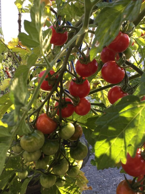 Pinky Cherry Tomato Seeds