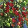 Pinky Cherry Tomato Seeds