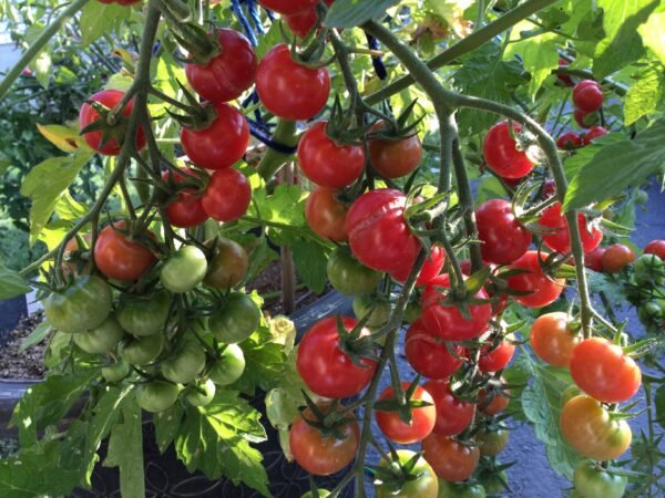 Pinky Cherry Tomato Seeds