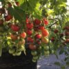 Pinky Cherry Tomato Seeds