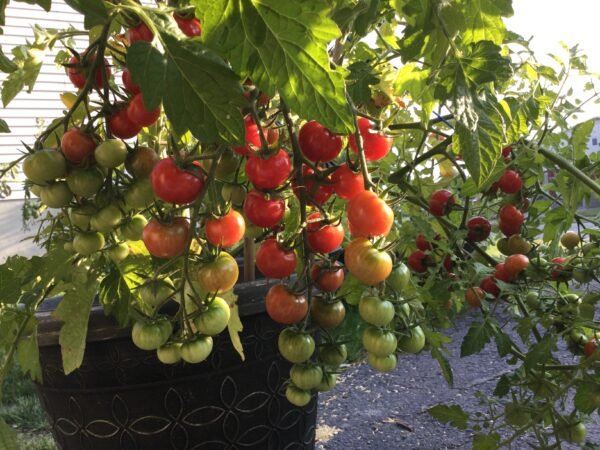 Pinky Cherry Tomato Seeds