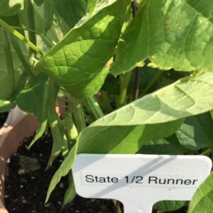 State 1/2 Runner Semi Runner Bean Seeds