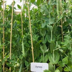 Olympia Shelling Pea Seeds