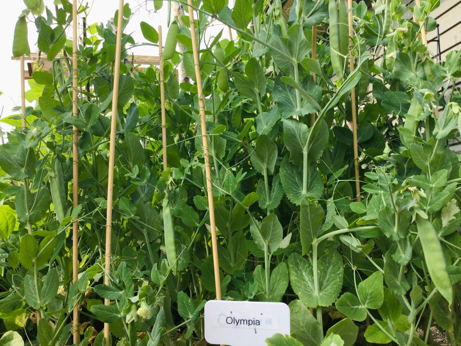 Olympia Shelling Pea Seeds