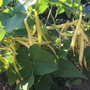 Galopka Bush Bean Seeds