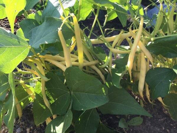 Galopka Bush Bean Seeds