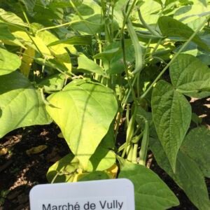 Marché de Vully Bush Bean Seeds