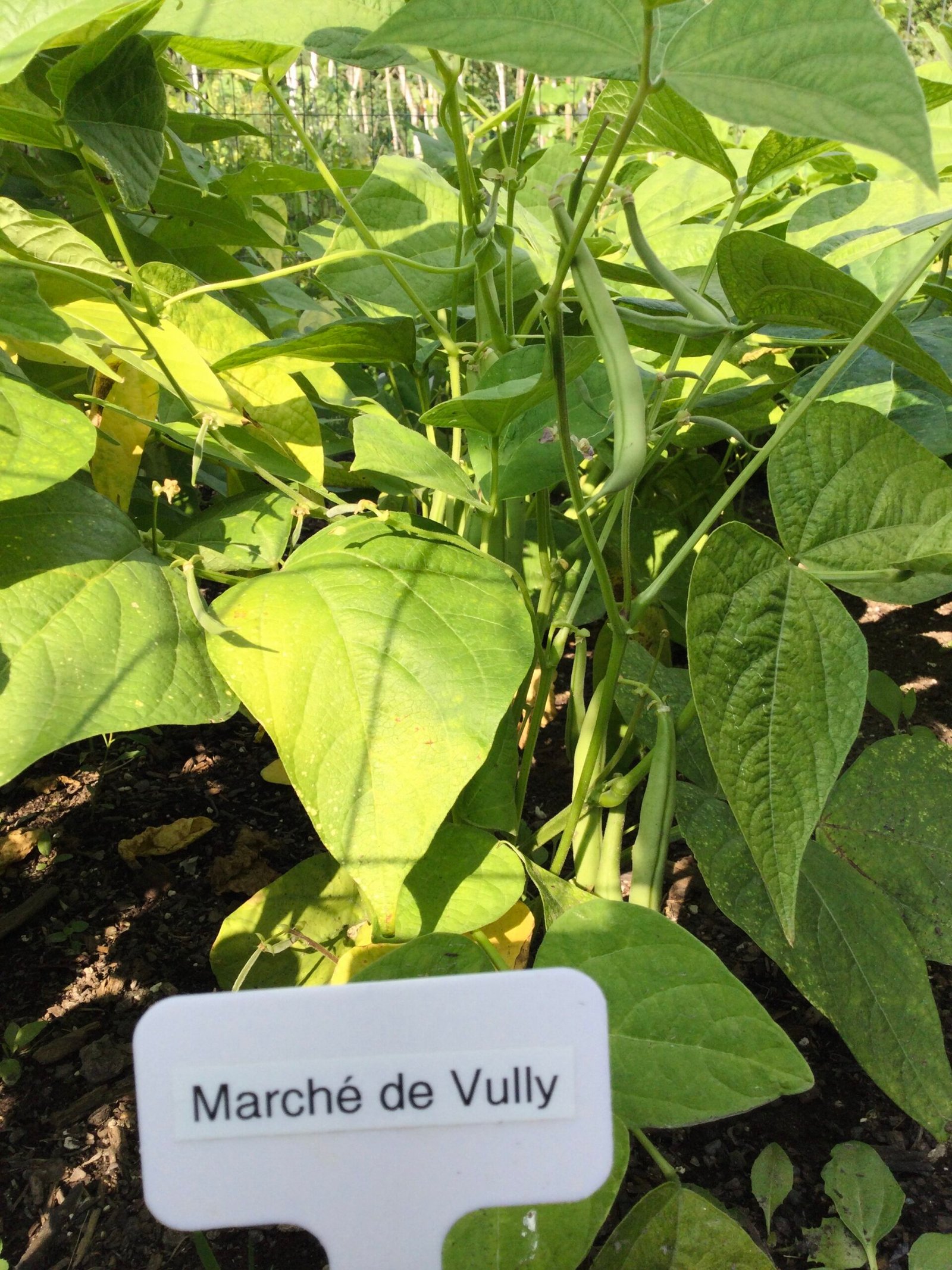 Marché de Vully Bush Bean Seeds