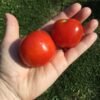 Beta Tomato Seeds