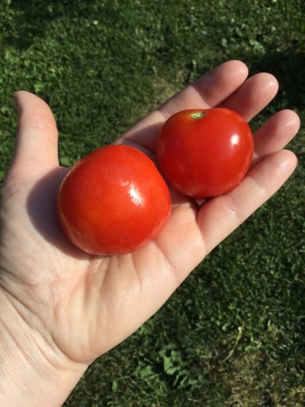 Beta Tomato Seeds