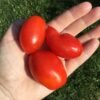 IPK LYC 859 El Salvador Tomato Seeds