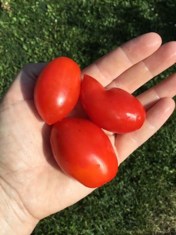 IPK LYC 859 El Salvador Tomato Seeds