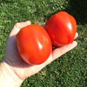 Vzryv Tomato Seeds