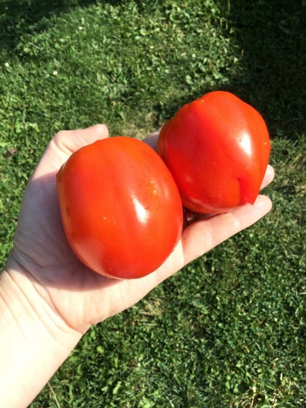 Vzryv Tomato Seeds