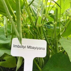 Imbotyi Mbayiyana Bush Bean Seeds