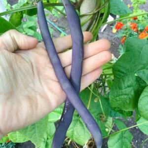 Ryder's Top 'O' The Pole Bean Seeds