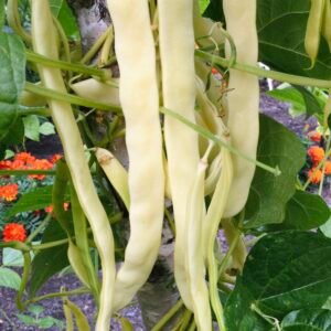 Kärntner Butter Pole Bean Seeds