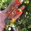 Sweet Apperitif Cherry Tomato Seeds