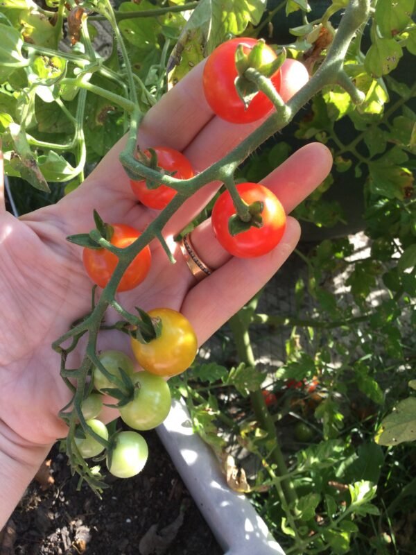 Sweet Apperitif Cherry Tomato Seeds