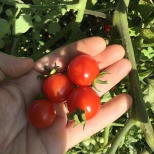 Sweet Apperitif Cherry Tomato Seeds