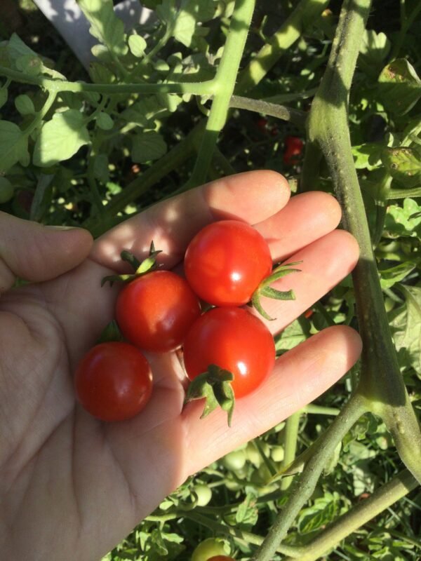 Sweet Apperitif Cherry Tomato Seeds